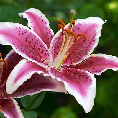Pink Tiger Lily