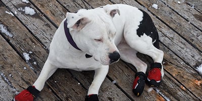 Pit Bull Wearing Boots