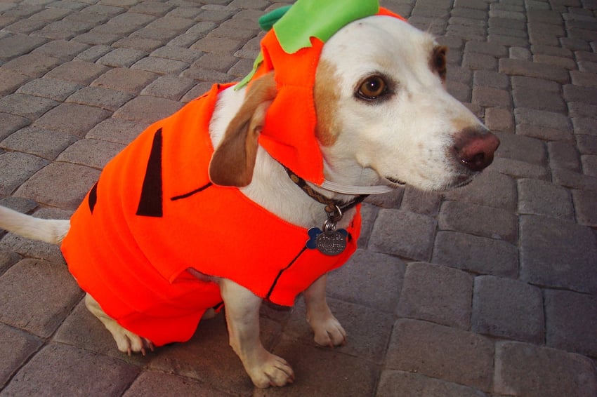 Pixabay_pumpkin-costume-988866_1920.jpg
