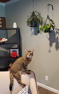 Plant hanging options with cats