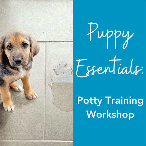 Potty Training Workshop