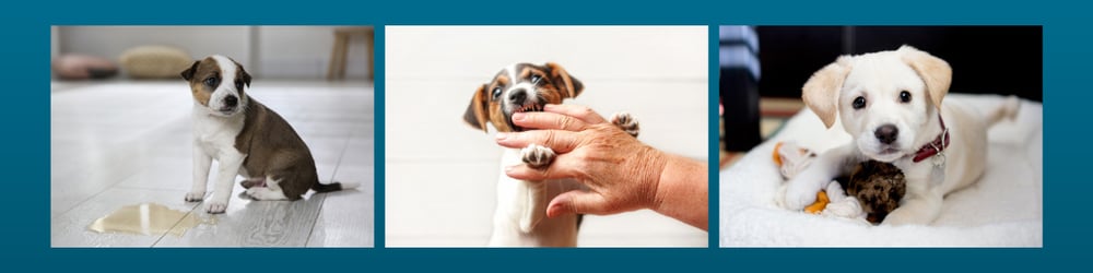 Preventive Vet Your Puppy Support Center