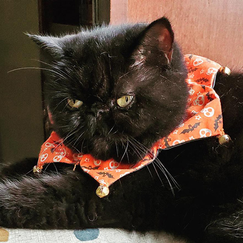 Princess in her Halloween cat ruff collar