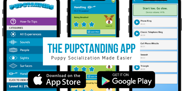 Proper Socialization Can Turn Your Pup into a Pupstanding Citizen
