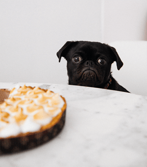 pug counter surfing for food