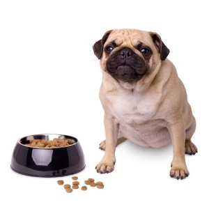 Pug weight management