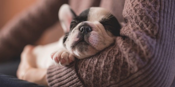 French Bulldog puppy sleeping in owners arms