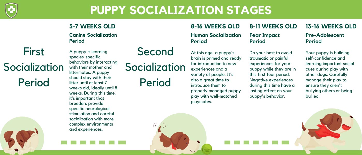 Puppy Socialization Stages Infographic