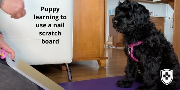 Puppy learning to use a nail scratch board