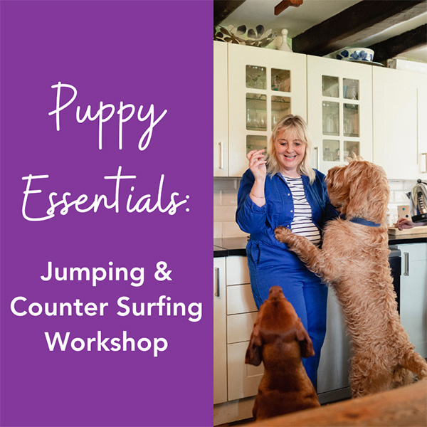 Puppy training essentials jumping and counter surfing workshop  2