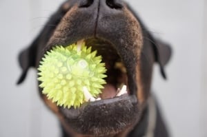 rottweiler puppy holding yellow chew ball toy