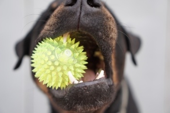 Cachorro masticando una pelota de juguete blanda