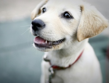 Puppy-dog-collar-tips Puppy-dog-collar-tips