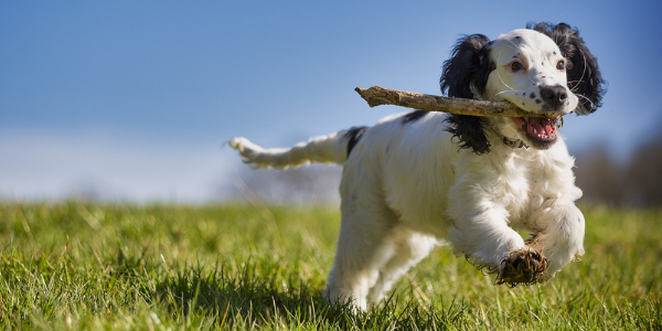 puppy running with stick very dangerous