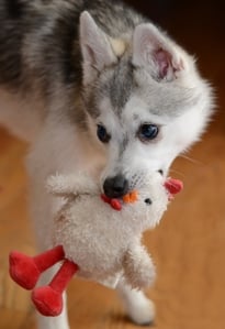 Puppy-with-stuffed-chew-toy.jpg beware of stuffed and squeaky dog toys