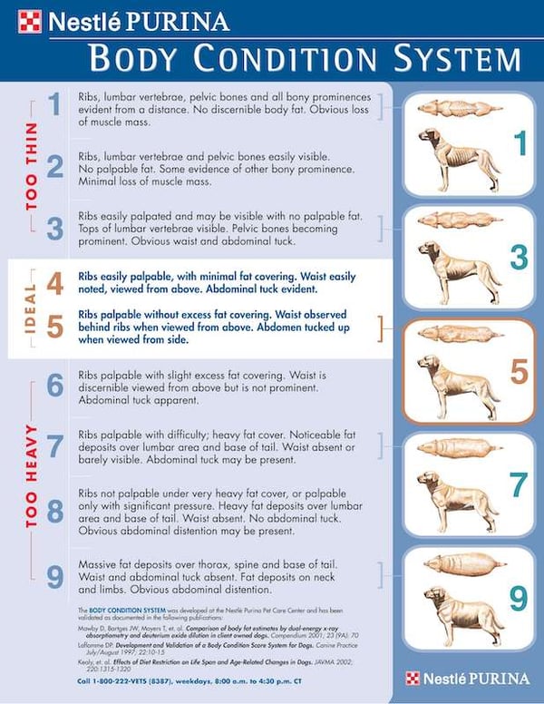 Purina Canine Body Condition System Chart