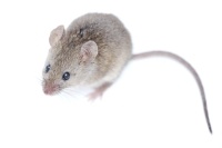 rat or mouse