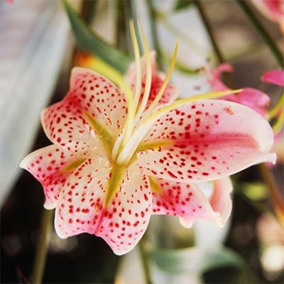 Rubrum Lily