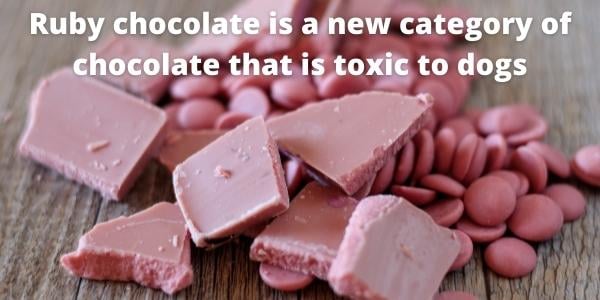 Ruby chocolate is a new category of chocolate that is toxic to dogs-canva