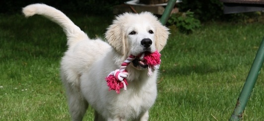 golden retriever puppy holding rope toy