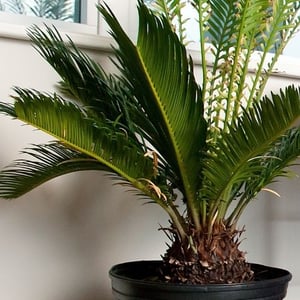 Sago palm toxic to cats and dogs