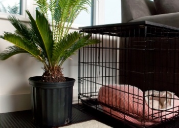 Setting Up Your Dog's Crate for Comfort & Safety