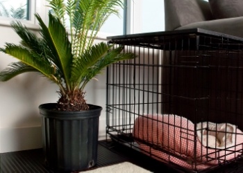 Sago palm beside dog crate