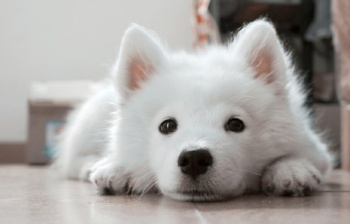 Samoyed-puppy-waiting.jpg Samoyed-puppy-waiting.jpg