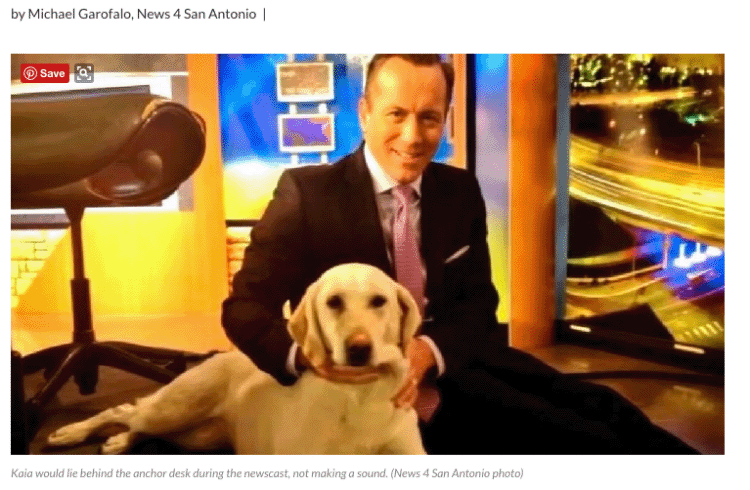 San Antonio news anchor dog dies from sago palm toxicity