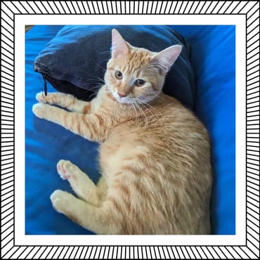 Saru Kitten