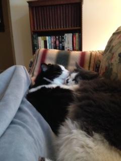 Sawyer-Taz-cats-cuddling.jpg