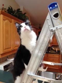 Sawyer at home climbing a ladder