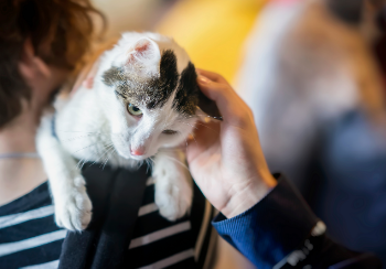 Saying Goodbye to Foster Cat