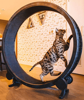 Cat Wheel