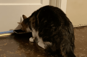 other cat eating on other side of the door away from cat fighting