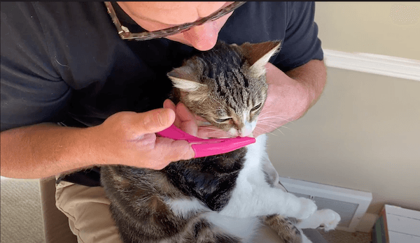 introducing finger tooth brush to cat