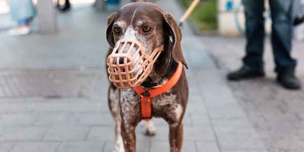 Senior hound dog wearing a basket muzzle while out for a leashed walk 600 canva