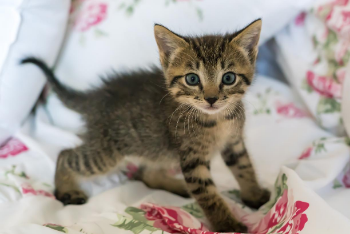Set Up a Foster Cat Room 350