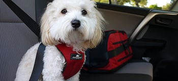 Sleepypod Clickit dog car harness