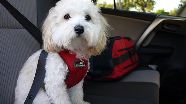 safest recommended dog sleepypod travel harness