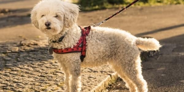 Small white dog on leashed walk looking at something in the distance