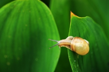 Snail-On-Leaf-Bait.jpg Snail-On-Leaf-Bait.jpg