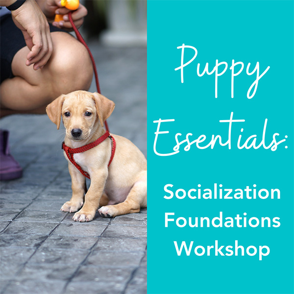 Socialization Foundations Workshop PEW