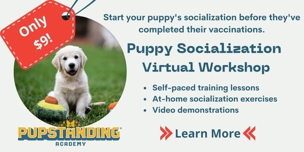 Puppy Socialization Virtual Workshop