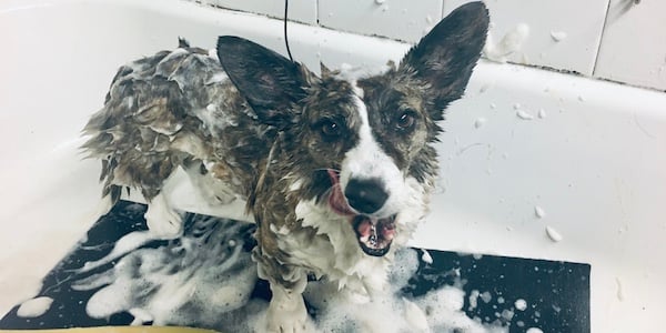 cardigan corgi shampoo suds in bathtub