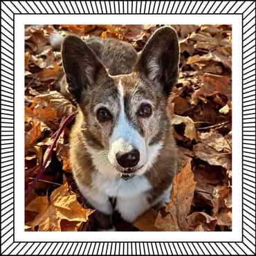 Sookie in Foliage