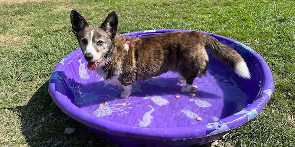 Sookie in kiddie pool