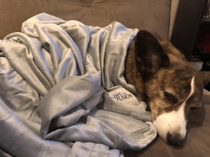 Sookie in petfusion blanket