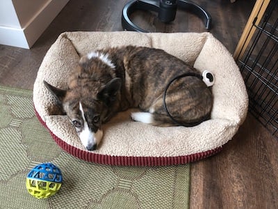 Corgi resting with her Assisi Loop