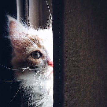 Stressed-cat.jpg Stressed-cat.jpg